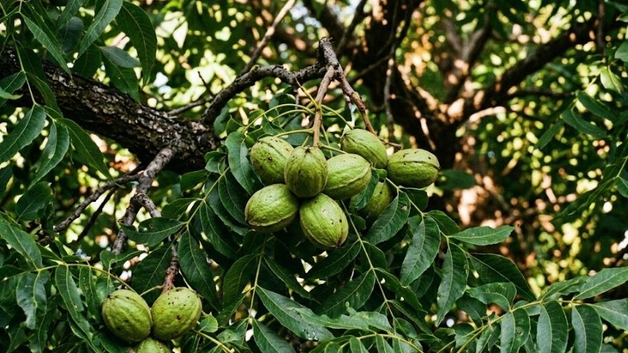 Pecan clusters in Waco canopy tree — pecan harvest season drives roof rat attic intrusion in Austin Avenue and Sanger Heights